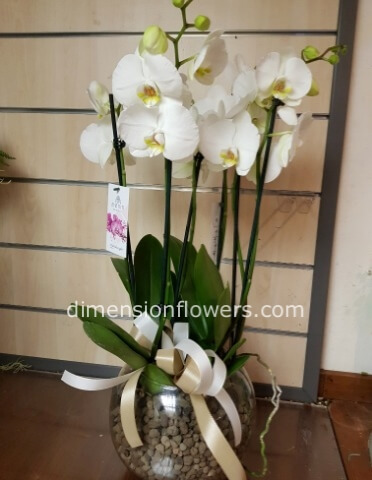 PIANTA DI PHALAENOPSIS 3 RAMI IN VASO DI VETRO BIANCO O TRASPARENTE
