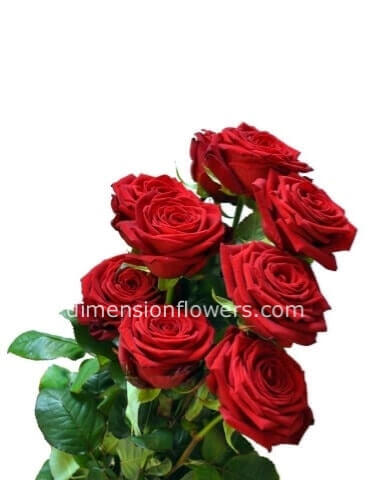 Rose rosse gambo lungo circa70cm