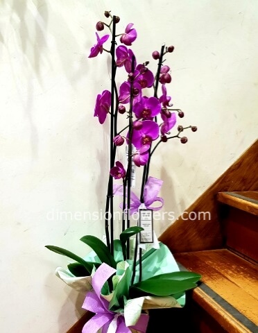 Pianta di Phaleonopsis, 3-4 steli, diversi colori a richiesta.