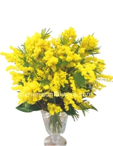 Bouquet di mimosa (senza vaso)