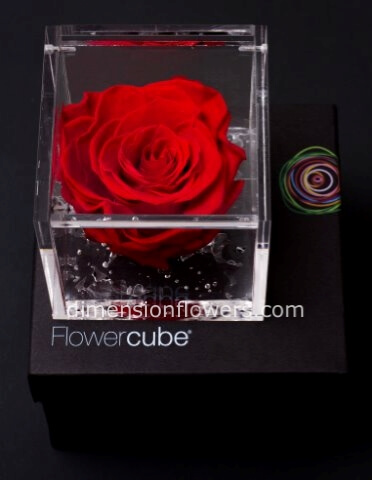 Rosa stabilizzata eterna, profumata in cubo trasp.