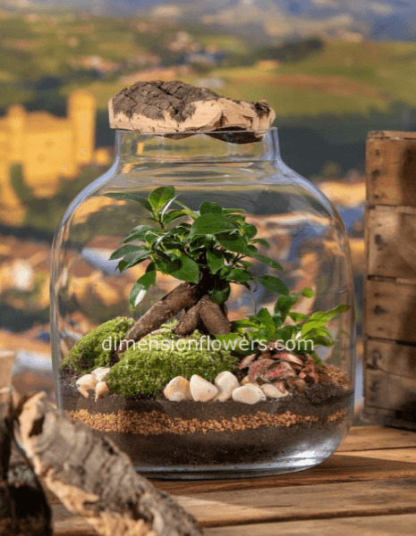 TERRARIUM EDEN CON BONSAI E PIANTE TROPICALI. CONTATTACI PER MISURE E PREZZI