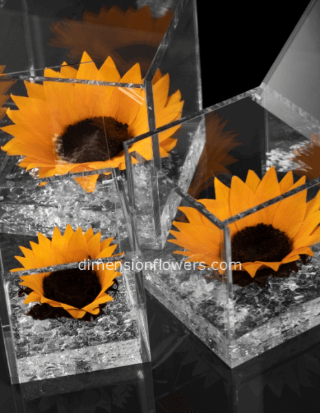 flowercube girasoli stabilizzati in cubo plexiglass