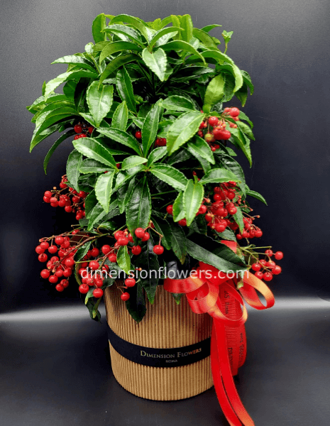 Ardisia Crenata con portavaso cappelliera naturale dimensionflowers