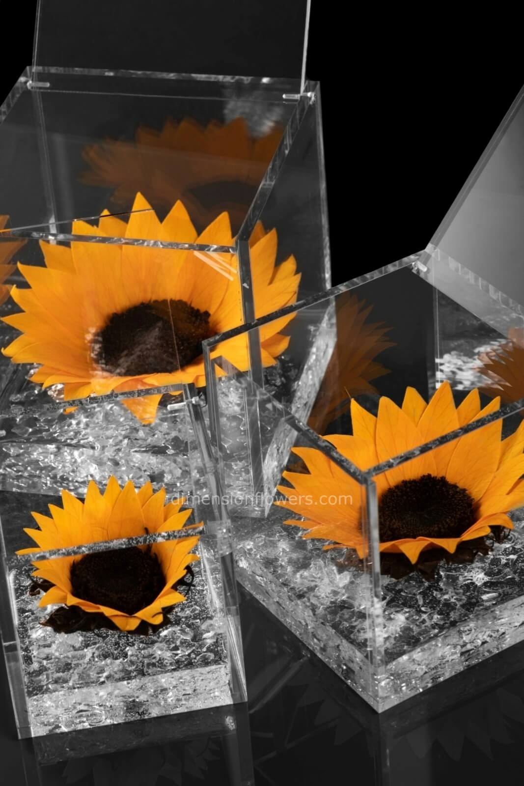 flowercube girasoli stabilizzati in cubo plexiglass